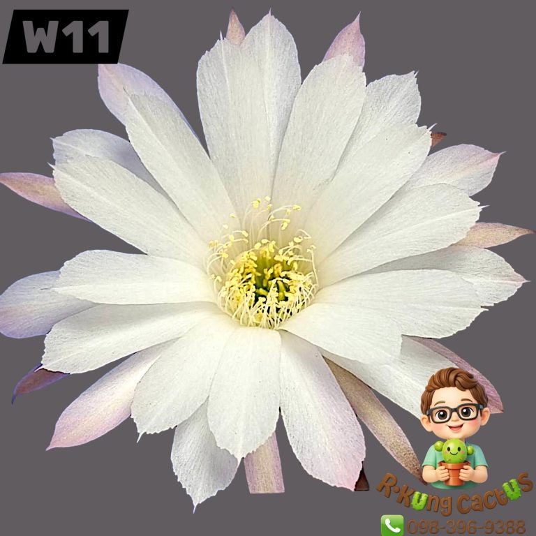 W11