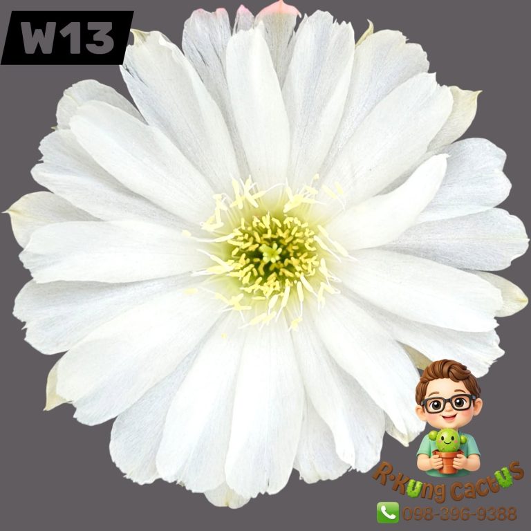 W13