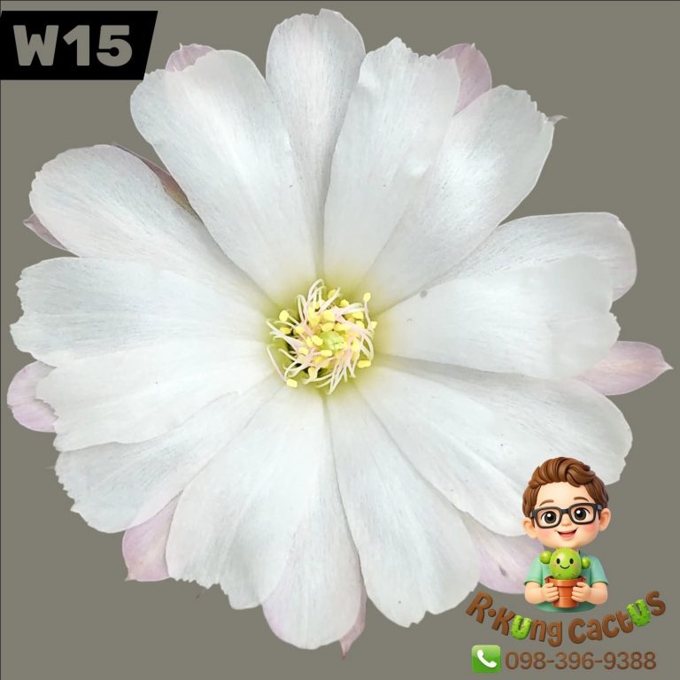 W15