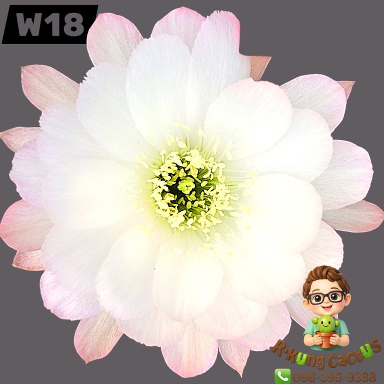 W18