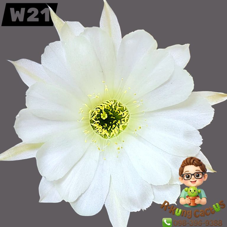 W21