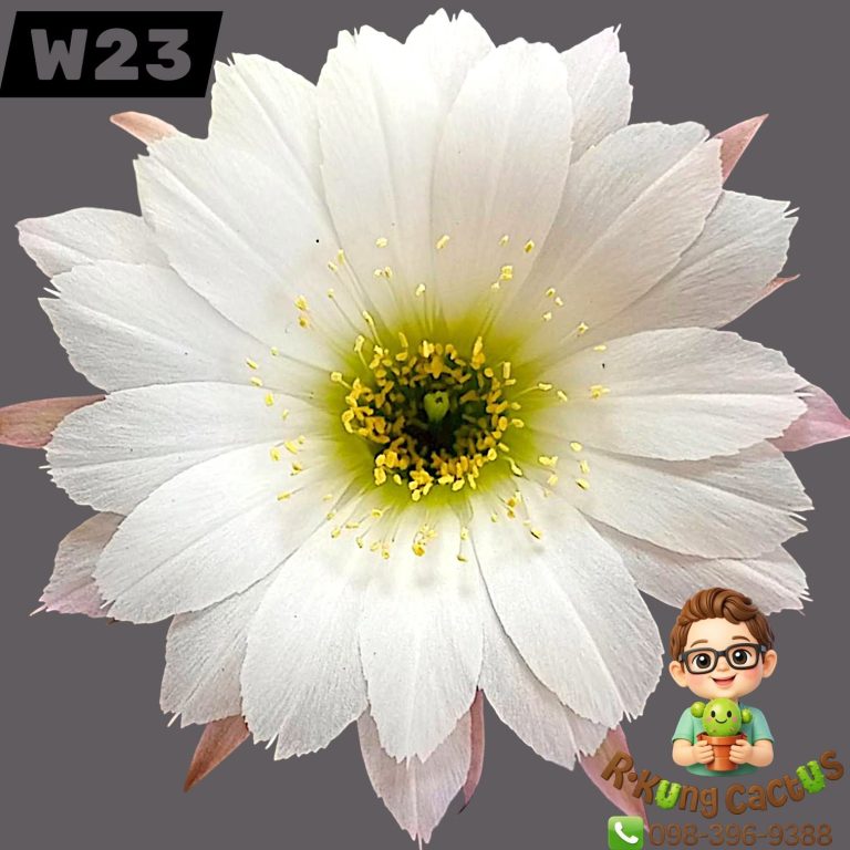 W23