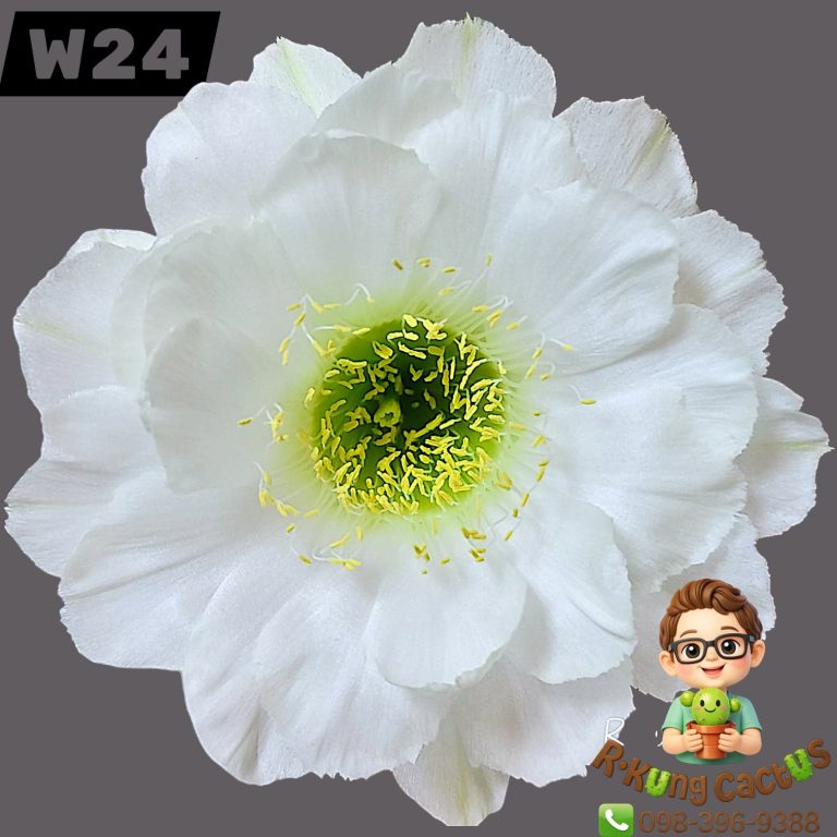 W24