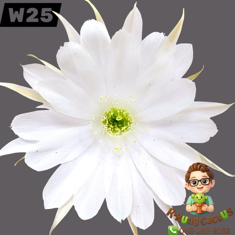 W25