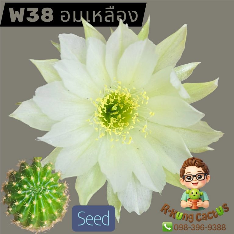W38