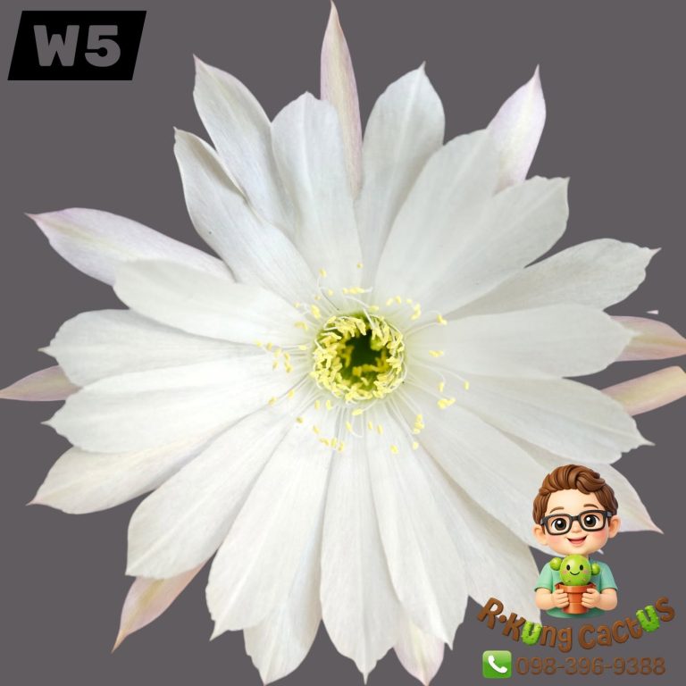 W5