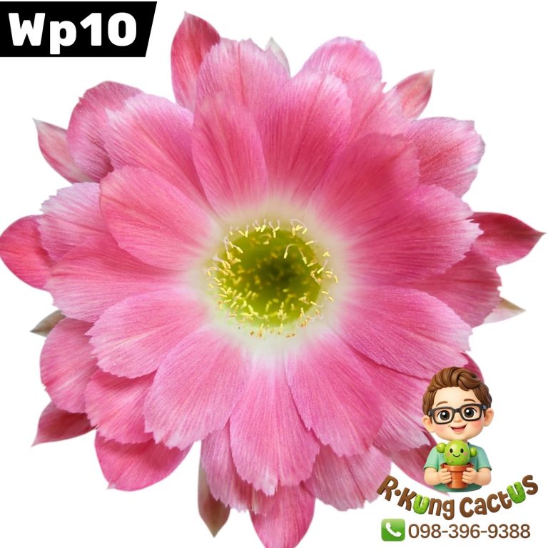 WP10