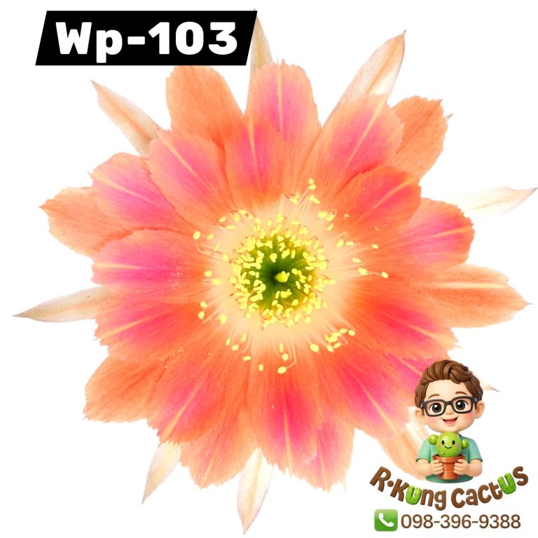 WP103