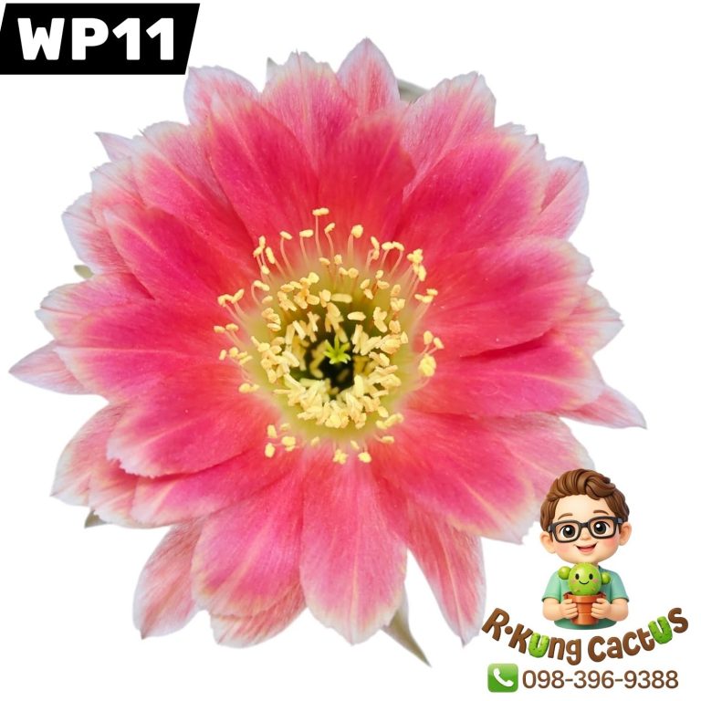 WP11