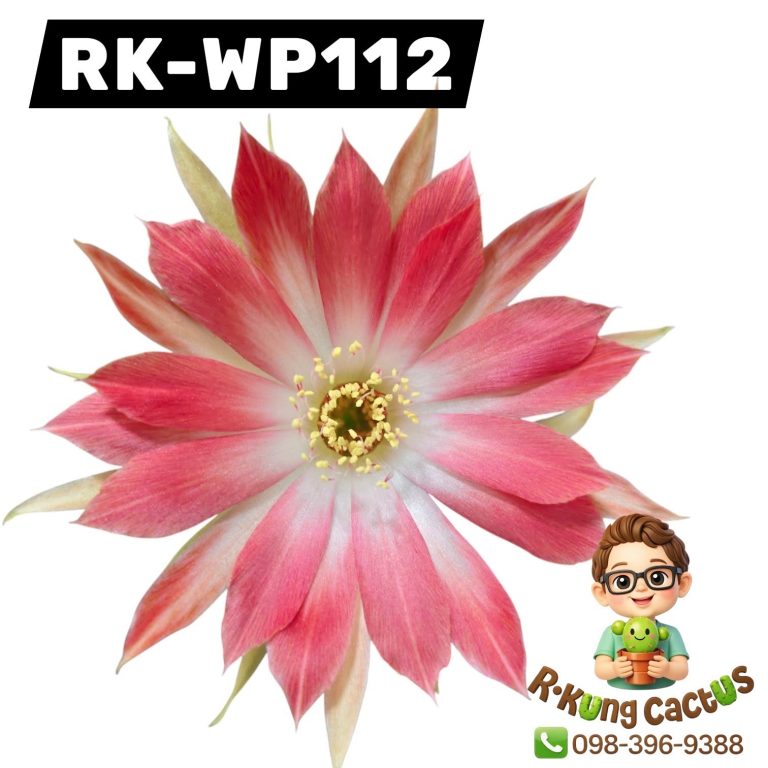 WP112