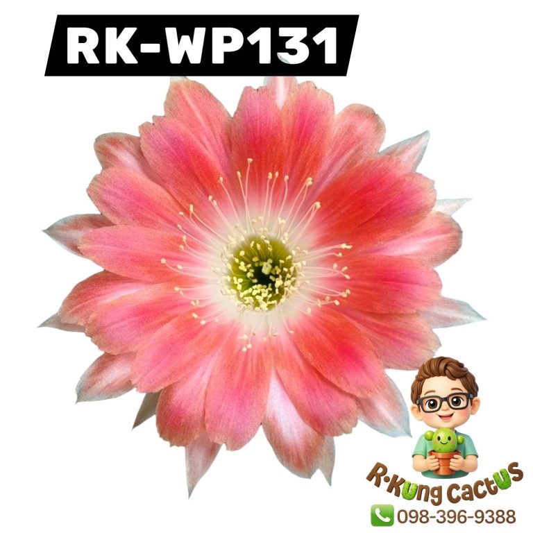 WP131
