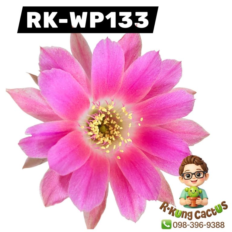 WP133