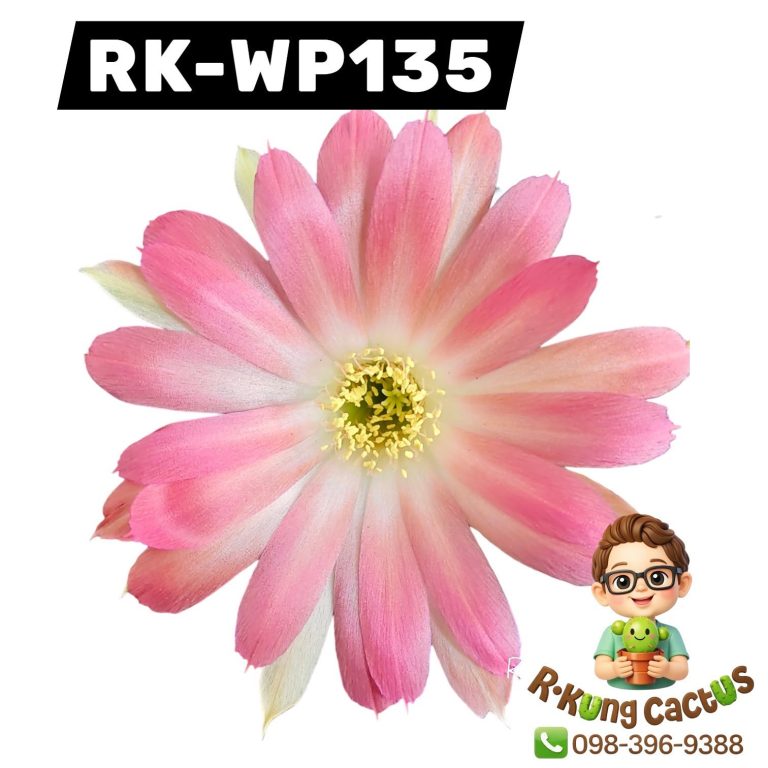 WP135