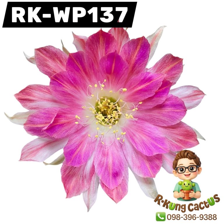 WP137