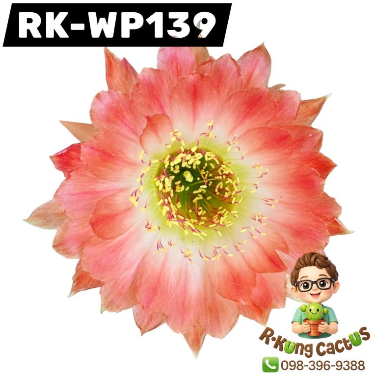 WP139