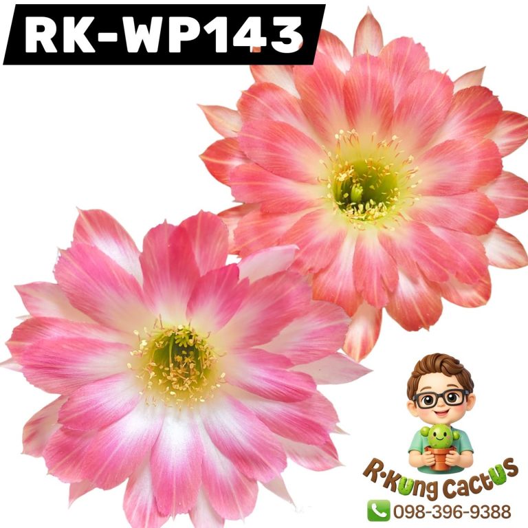 WP143