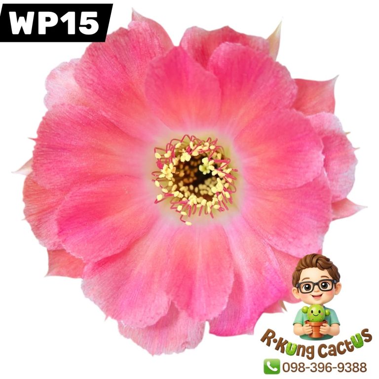 WP15