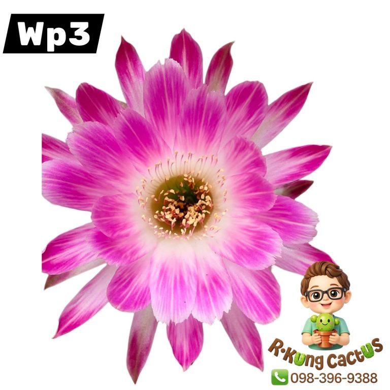 WP3