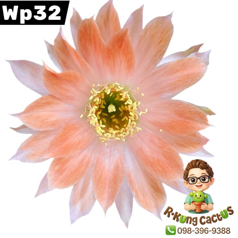 WP32