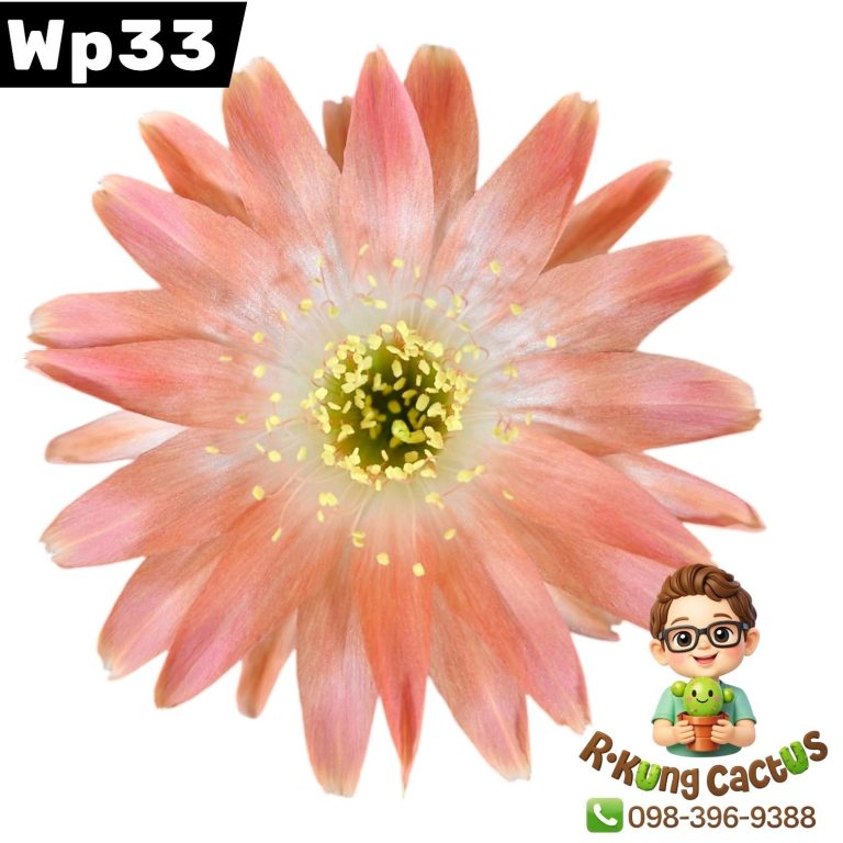 WP33