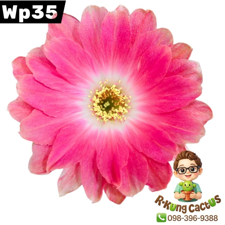 WP35