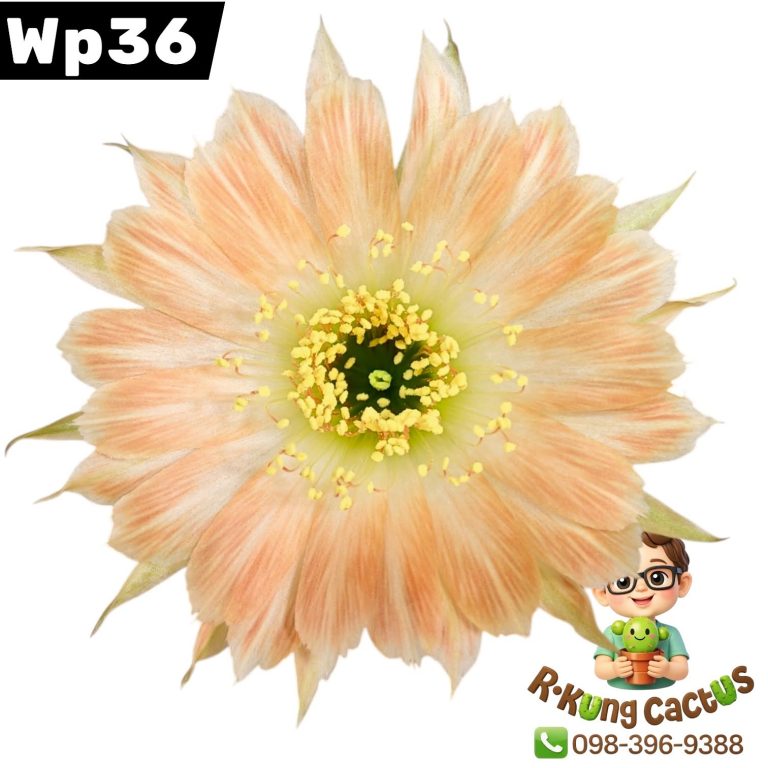 WP36
