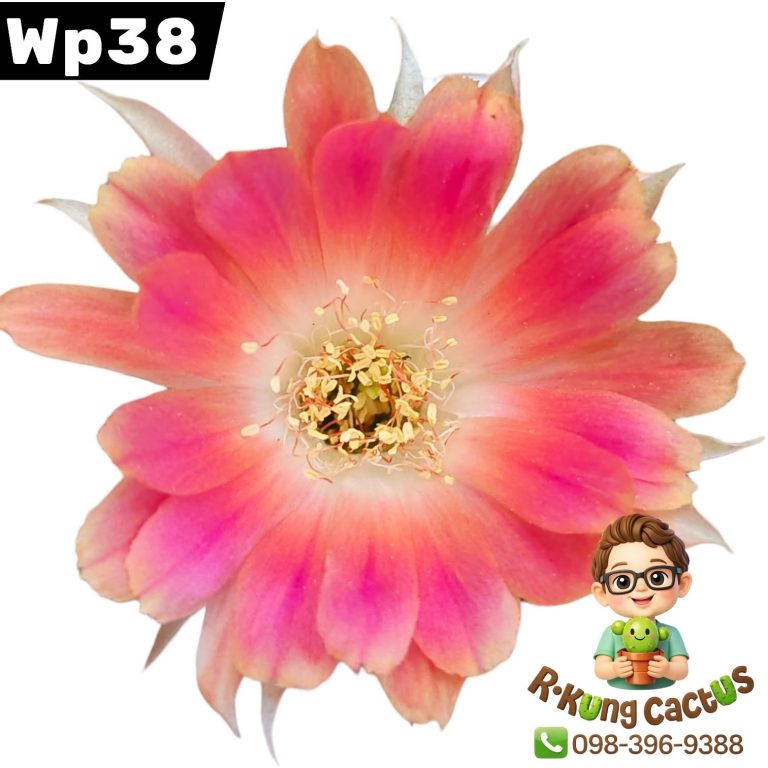 WP38