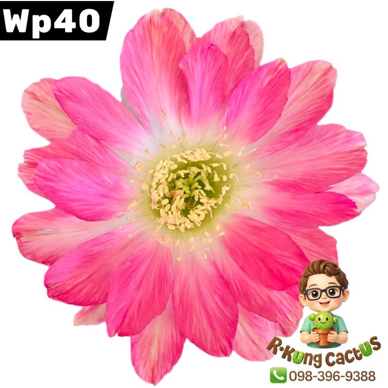 WP40