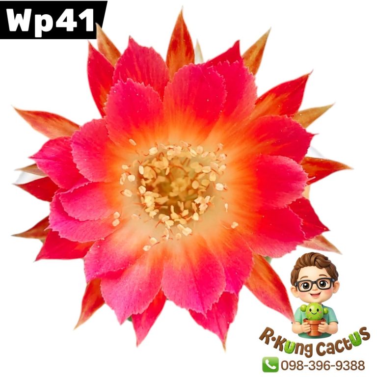 WP41