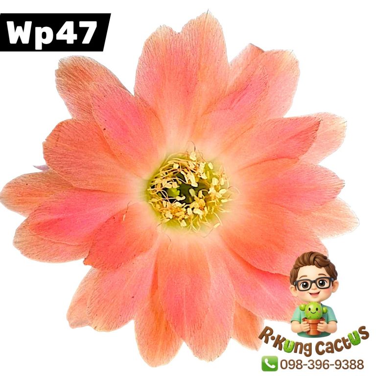 WP47