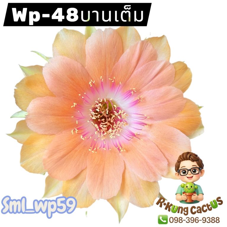 WP48