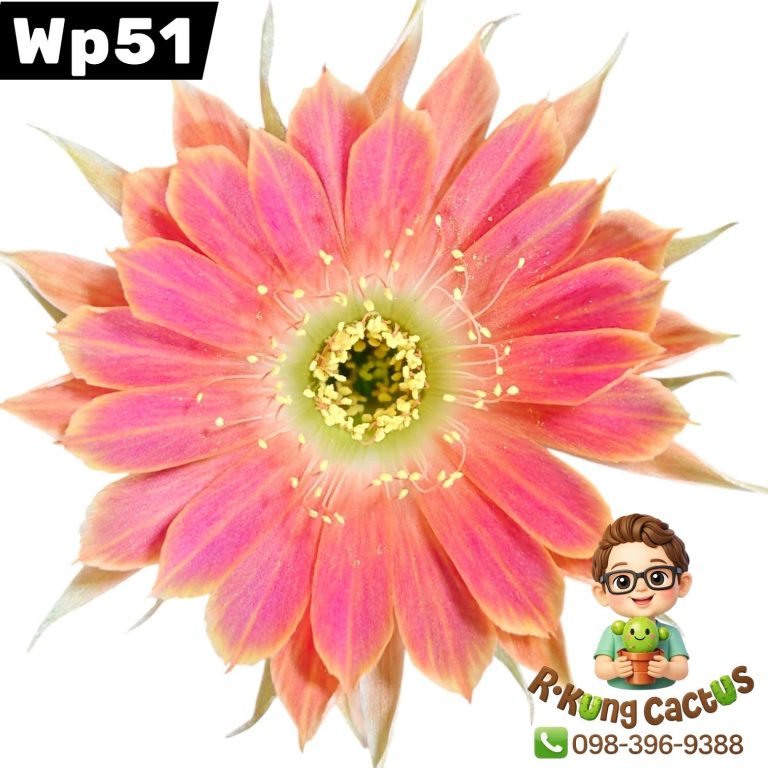 WP51