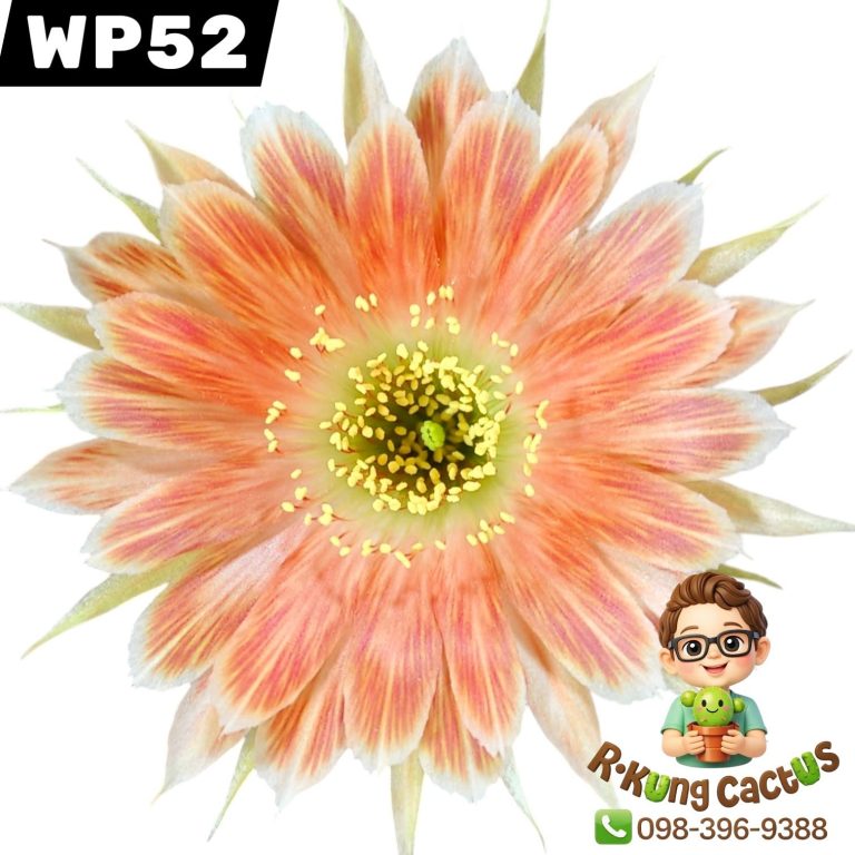 WP52