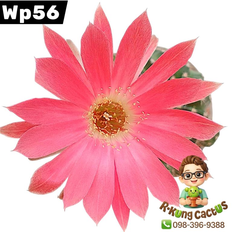 WP56