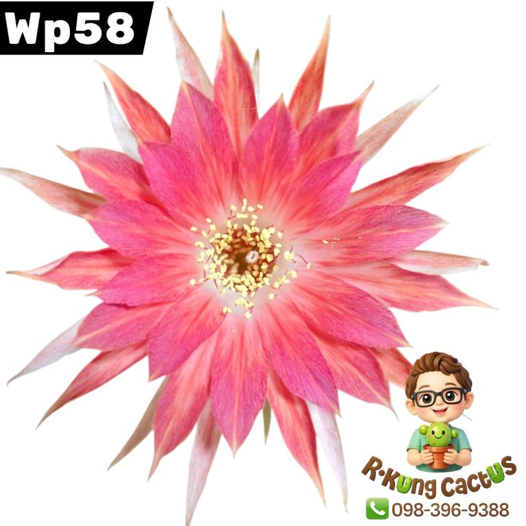 WP58