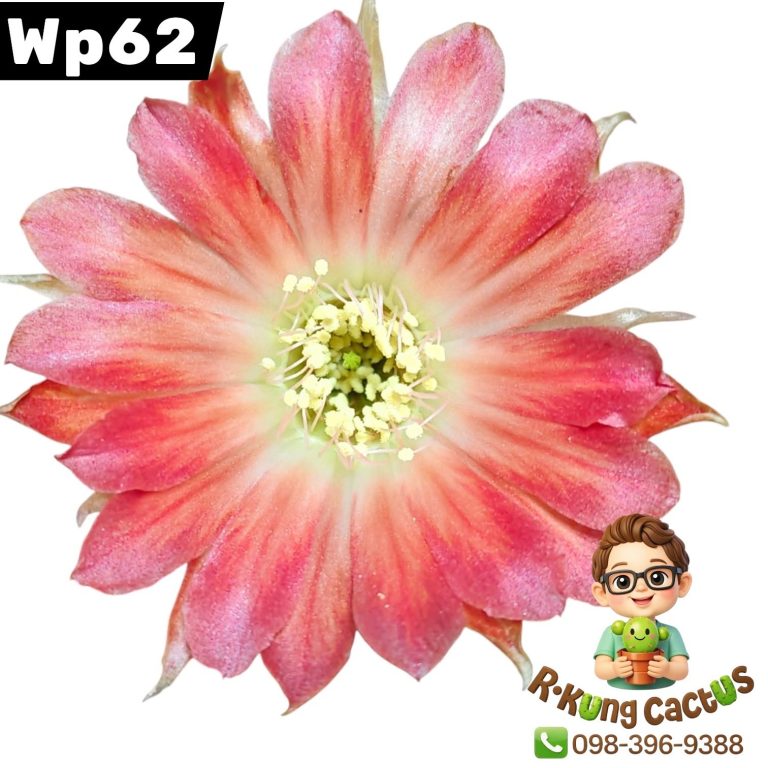 WP62