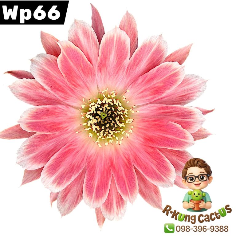 WP66