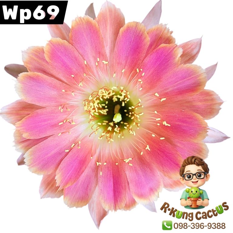 WP69
