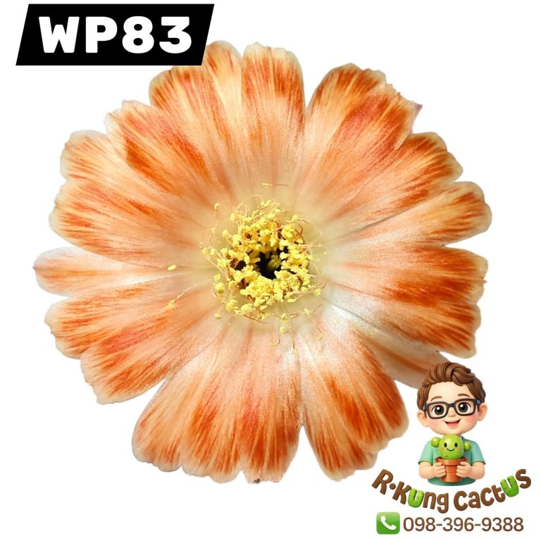 WP83