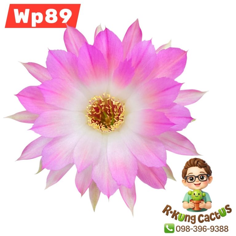 WP89