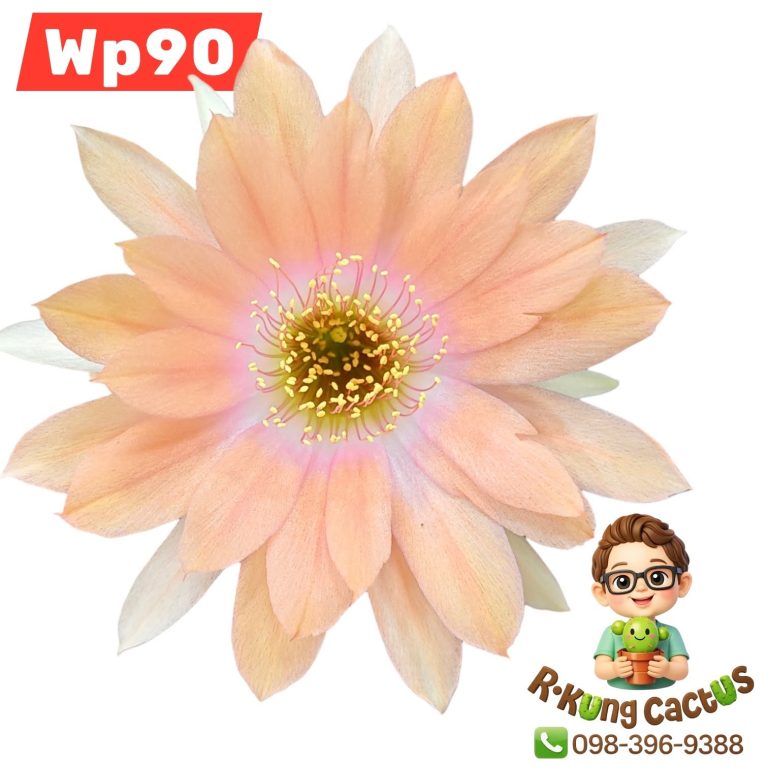 WP90