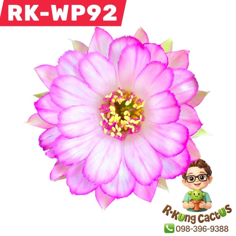WP92