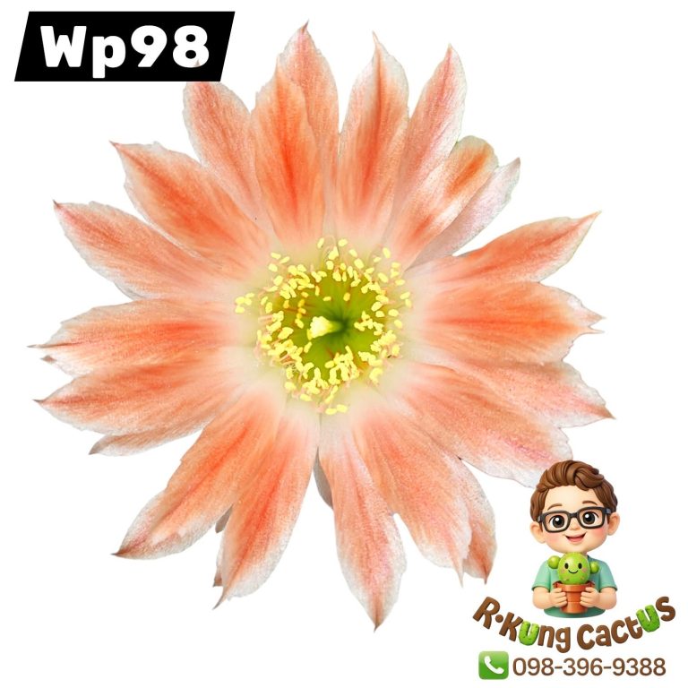 WP98