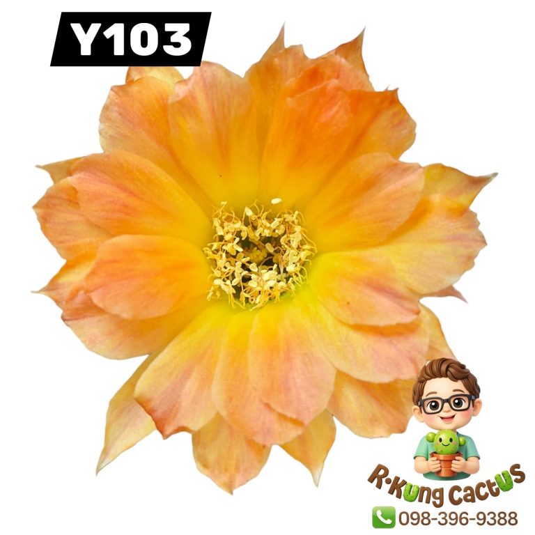 Y103