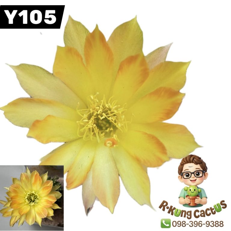 Y105