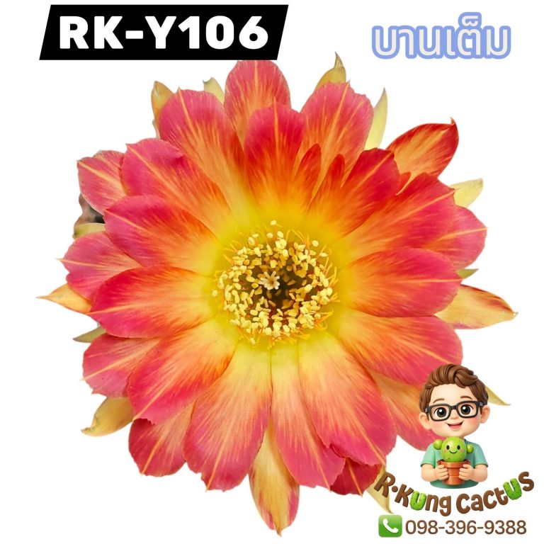 Y106