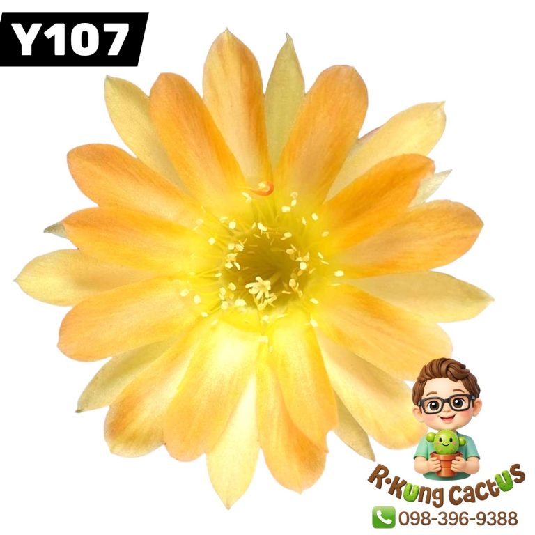 Y107