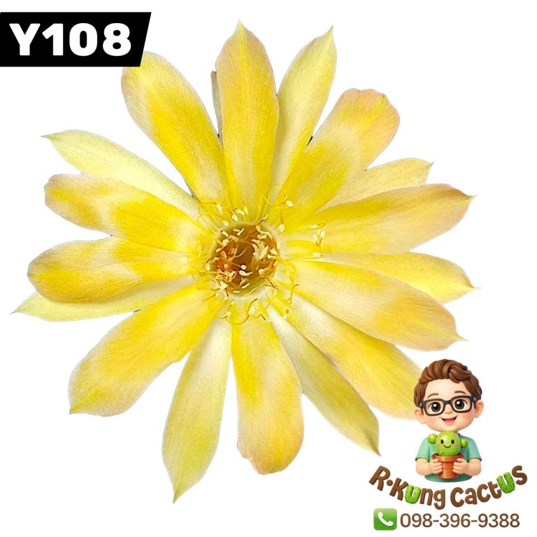 Y108