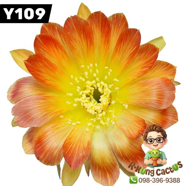 Y109