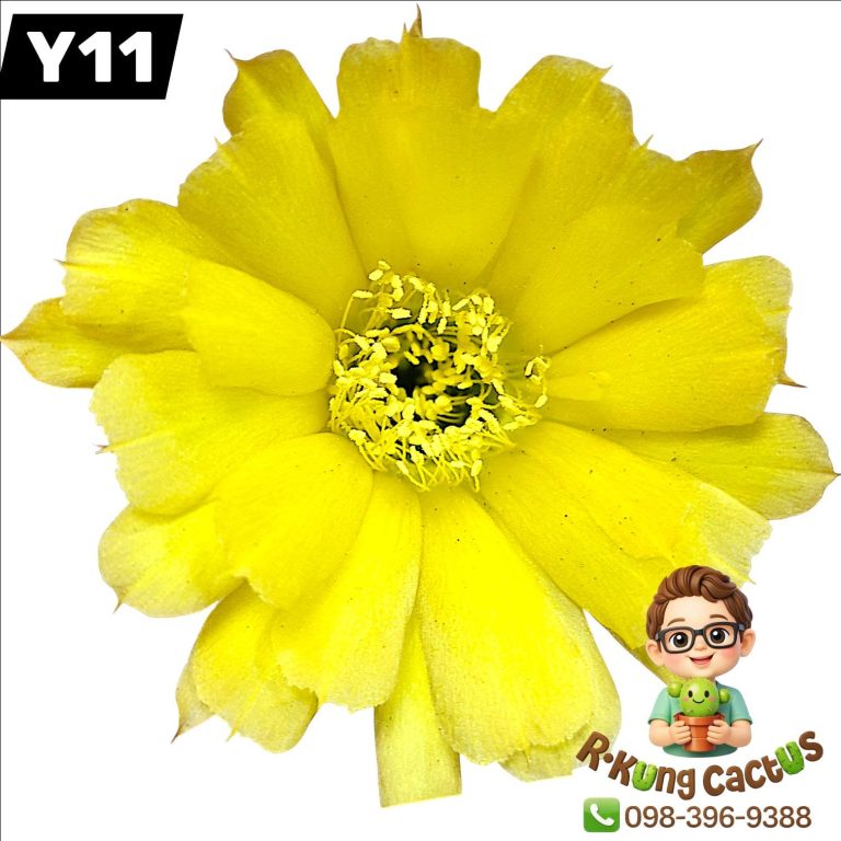 Y11